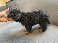 Bear, a male Chinese Shar-Pei and Miniature Bernedoodle for sale in Harper Woods, MI – Photo 2 of 2