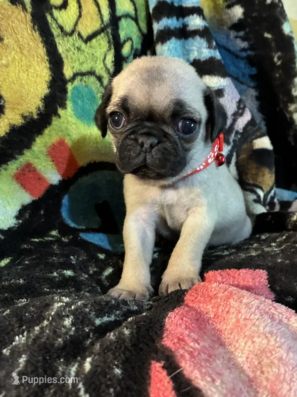 Sprinkle  – Pug puppy for sale in Oklahoma City, OK