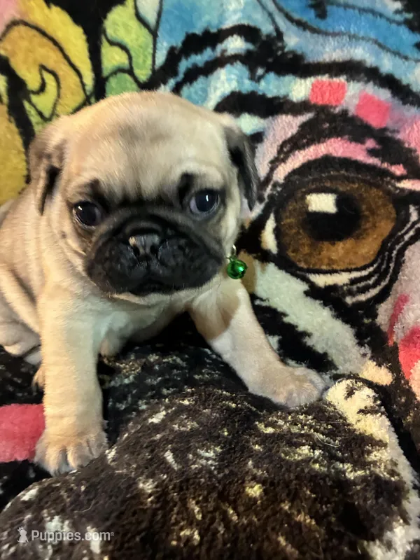Jelly bean – Pug puppy for sale in Oklahoma City, OK