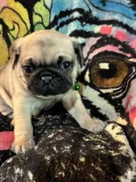 Jelly bean, a male Pug for sale in Oklahoma City, OK – 1 of 1