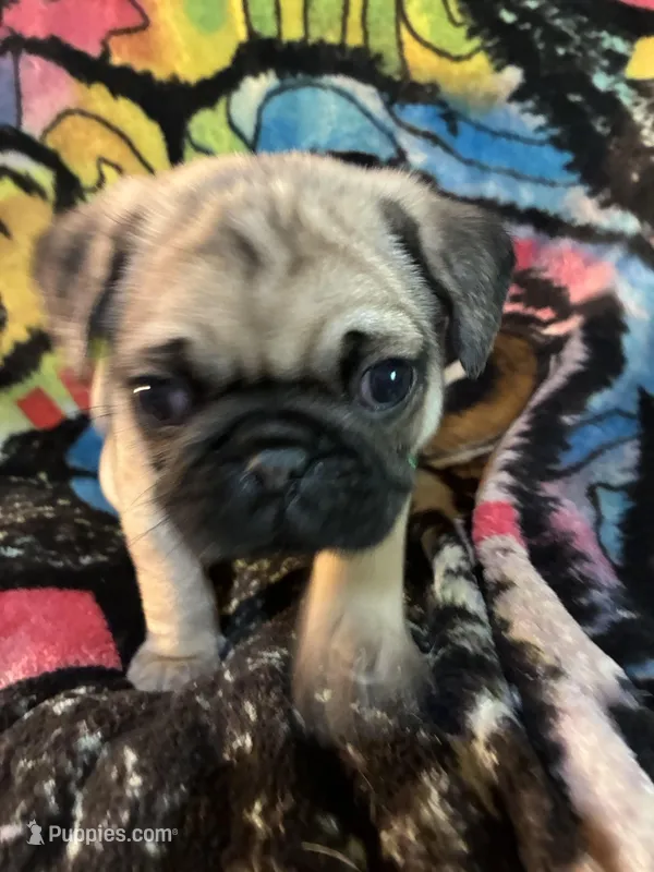 Boy 2 – Pug puppy for sale in Oklahoma City, OK