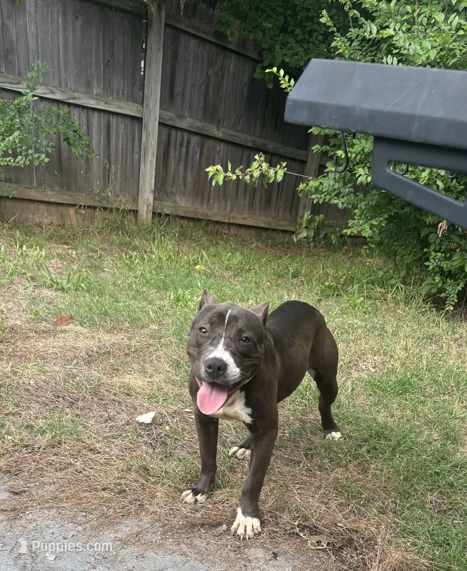 Storm  – American Bully puppy for sale in Broken Arrow, OK
