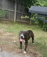Storm , a female American Bully for sale in Broken Arrow, OK – 1 of 4