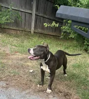 Storm , a female American Bully for sale in Broken Arrow, OK – 3 of 4