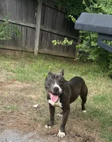 Storm , a female American Bully for sale in Broken Arrow, OK – 2 of 4