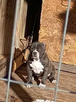 Storm , a female American Bully for sale in Broken Arrow, OK – 4 of 4