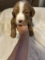 Light blue, a male Bernedoodle for sale in Oswego, NY – 2 of 5