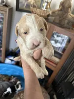 Ophilia, a female Bernedoodle for sale in Oswego, NY – 4 of 8