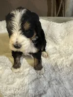 Pink, a female Bernedoodle for sale in Oswego, NY – 2 of 5