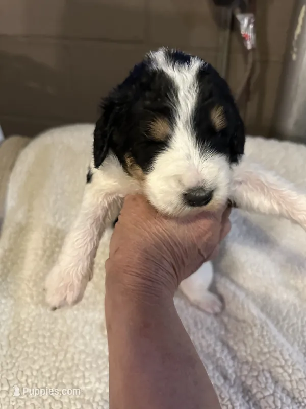 Clair  – Bernedoodle puppy for sale in Oswego, NY