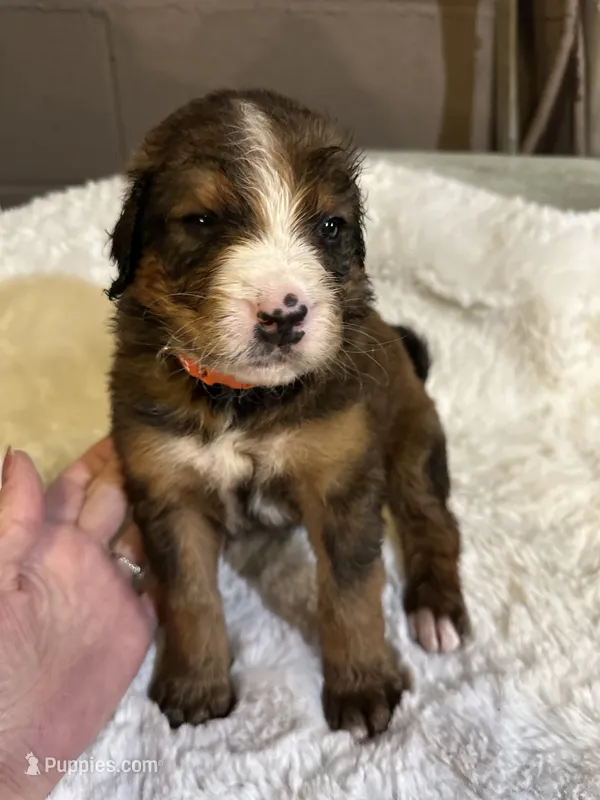Red – Bernedoodle puppy for sale in Oswego, NY