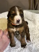 Red, a male Bernedoodle for sale in Oswego, NY – 1 of 9