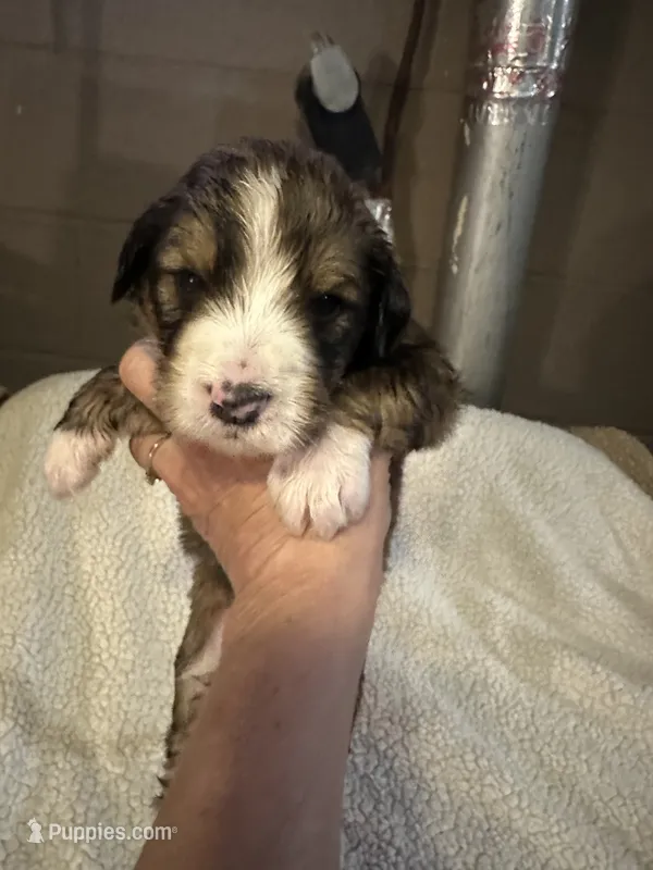 Henry – Bernedoodle puppy for sale in Oswego, NY