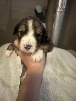 Henry, a male Bernedoodle for sale in Oswego, NY – 1 of 4