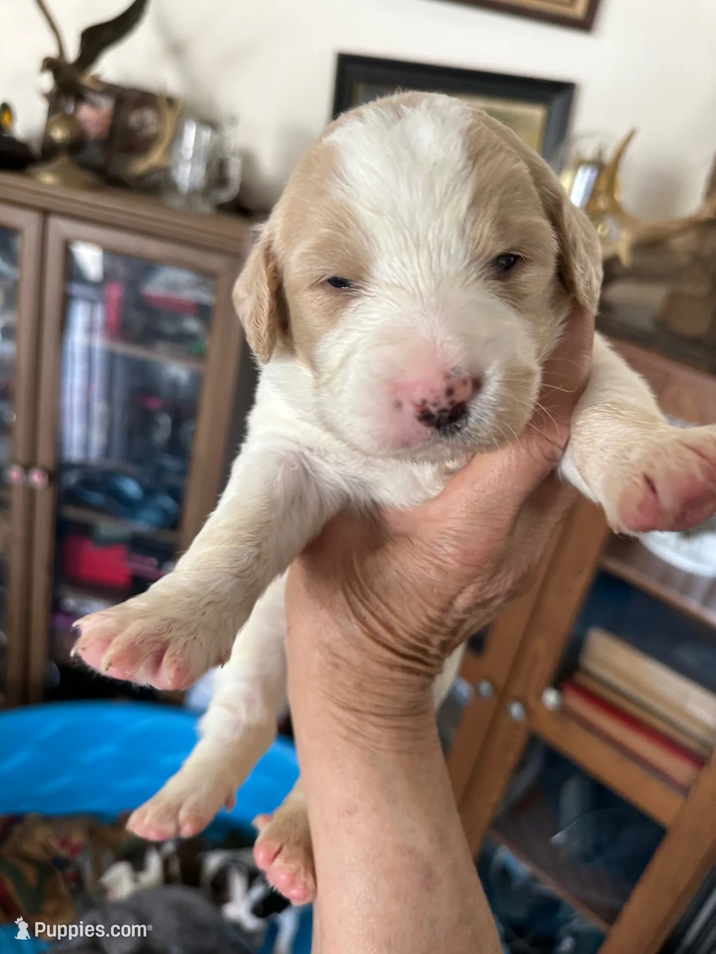 Ophilia, a female Bernedoodle for sale in Oswego, NY – 5 of 8