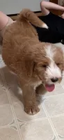 Light blue, a male Bernedoodle for sale in Oswego, NY – 4 of 10