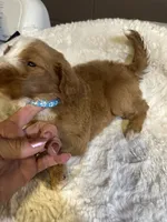 Red, a female Bernedoodle for sale in Oswego, NY – 4 of 10