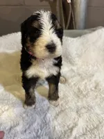 Pink, a female Bernedoodle for sale in Oswego, NY – 3 of 5