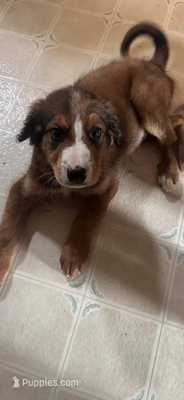 Orange – Bernedoodle puppy for sale in Oswego, NY