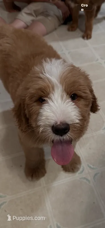 Light blue – Bernedoodle puppy for sale in Oswego, NY