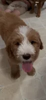 Light blue, a male Bernedoodle for sale in Oswego, NY – 2 of 10