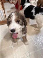 Light green, a female Bernedoodle for sale in Oswego, NY – 2 of 4