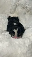 Charlotte , a female Bernedoodle for sale in Oswego, NY – 4 of 5