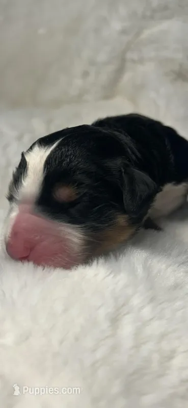 Charlotte  – Bernedoodle puppy for sale in Oswego, NY