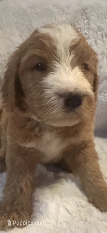 Light blue – Bernedoodle puppy for sale in Oswego, NY