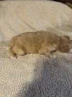 Little one, a male Bernedoodle for sale in Oswego, NY – 4 of 5