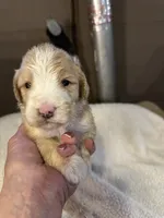 Little one, a male Bernedoodle for sale in Oswego, NY – 2 of 5