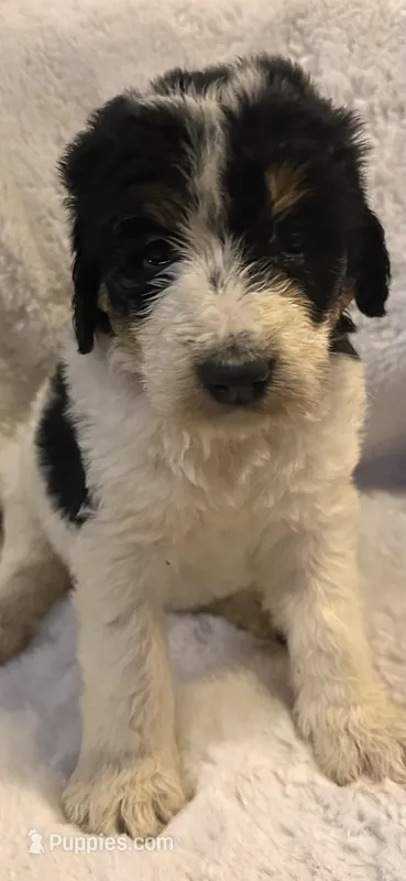 Purple – Bernedoodle puppy for sale in Oswego, NY