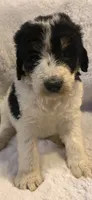 Purple, a female Bernedoodle for sale in Oswego, NY – 1 of 5