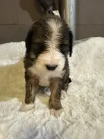 Red, a female Bernedoodle for sale in Oswego, NY – 3 of 10