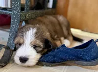 Light green, a female Bernedoodle for sale in Oswego, NY – 3 of 4