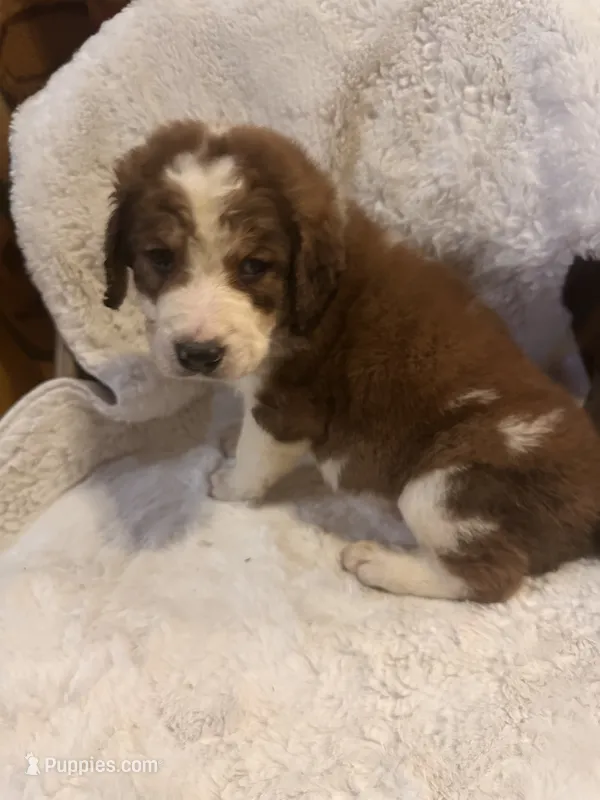 Dark green  – Bernedoodle puppy for sale in Oswego, NY
