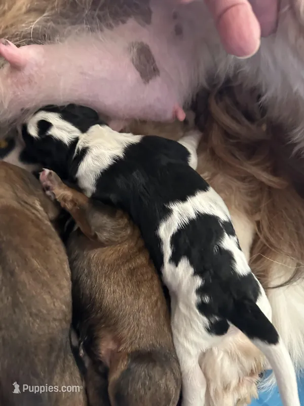 Clair  – Bernedoodle puppy for sale in Oswego, NY