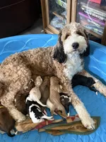 Clair , a female Bernedoodle for sale in Oswego, NY – 7 of 8