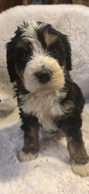 Pink – Bernedoodle puppy for sale in Oswego, NY