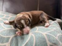 Sady, a female Bernedoodle for sale in Oswego, NY – 3 of 5