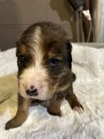 Red, a male Bernedoodle for sale in Oswego, NY – 3 of 9