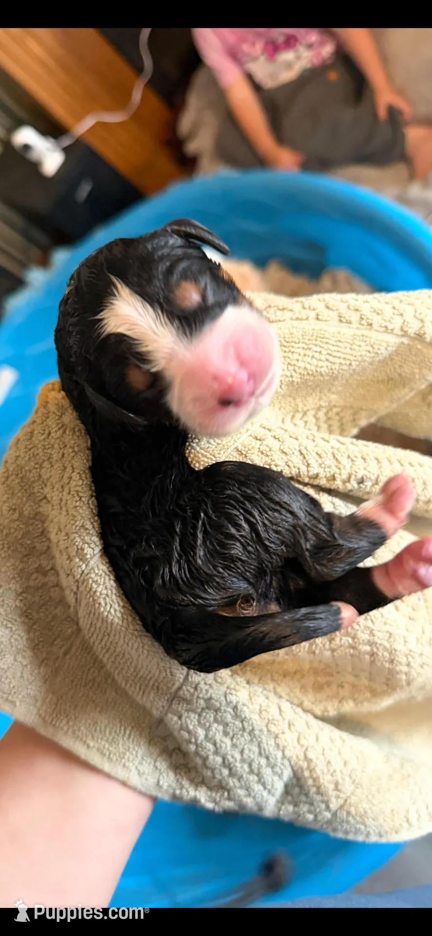 Charlotte , a female Bernedoodle for sale in Oswego, NY – 2 of 5