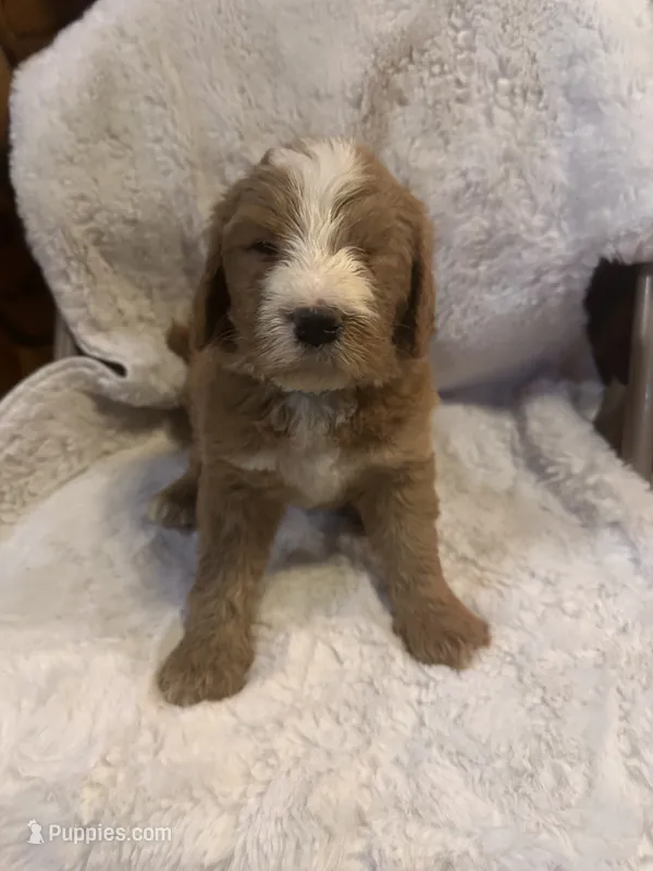 Light blue – Bernedoodle puppy for sale in Oswego, NY
