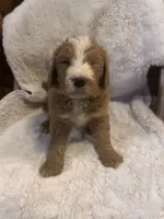 Light blue, a male Bernedoodle for sale in Oswego, NY – 5 of 10