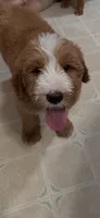 Light blue, a male Bernedoodle for sale in Oswego, NY – 3 of 10