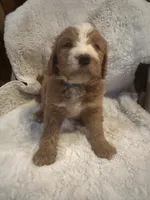 Light blue, a male Bernedoodle for sale in Oswego, NY – 9 of 10
