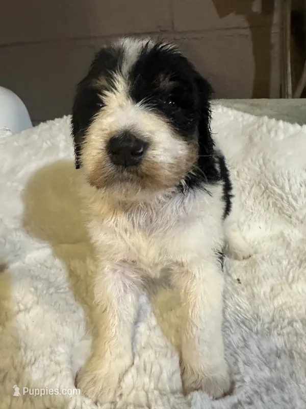 Purple – Bernedoodle puppy for sale in Oswego, NY