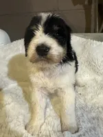 Purple, a female Bernedoodle for sale in Oswego, NY – 1 of 5