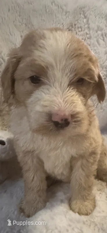 Black collar  – Bernedoodle puppy for sale in Oswego, NY