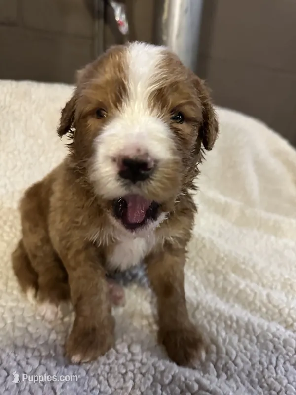 Light blue – Bernedoodle puppy for sale in Oswego, NY